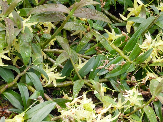 国医网 - 金钗石斛——中药中的美女 张立峰